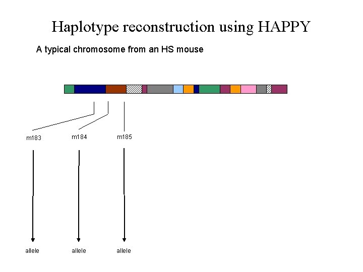 Haplotype reconstruction using HAPPY A typical chromosome from an HS mouse m 183 m