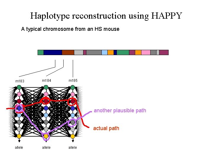 Haplotype reconstruction using HAPPY A typical chromosome from an HS mouse m 183 m