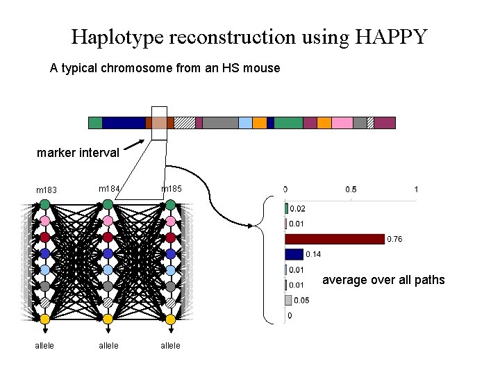 Haplotype reconstruction using HAPPY A typical chromosome from an HS mouse marker interval m