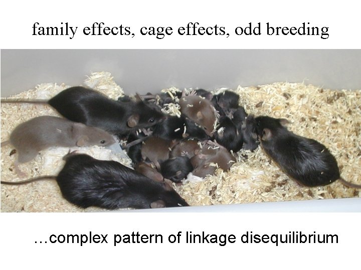 family effects, cage effects, odd breeding …complex pattern of linkage disequilibrium 