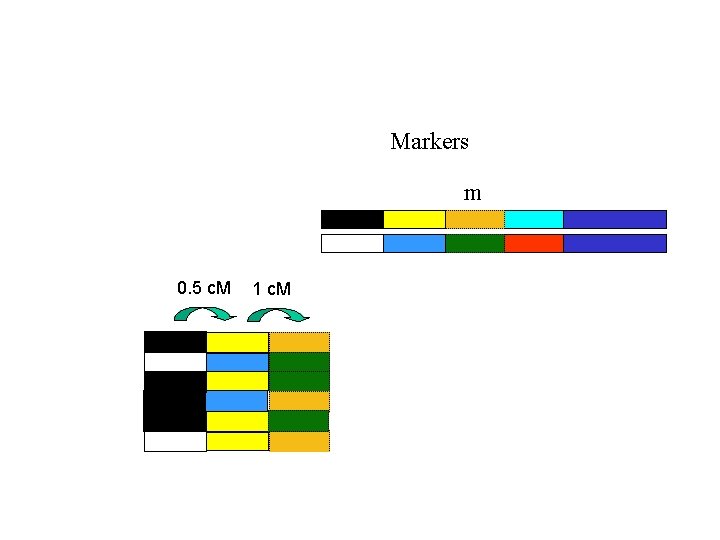 Markers m 0. 5 c. M 1 c. M 