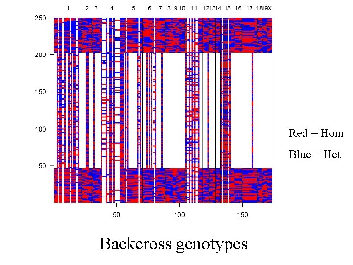 Red = Hom Blue = Het Backcross genotypes 