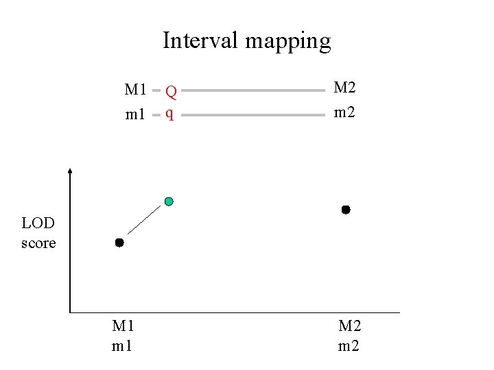 Interval mapping M 1 m 1 Q q M 2 m 2 LOD score