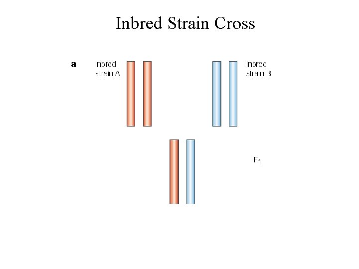 Inbred Strain Cross 
