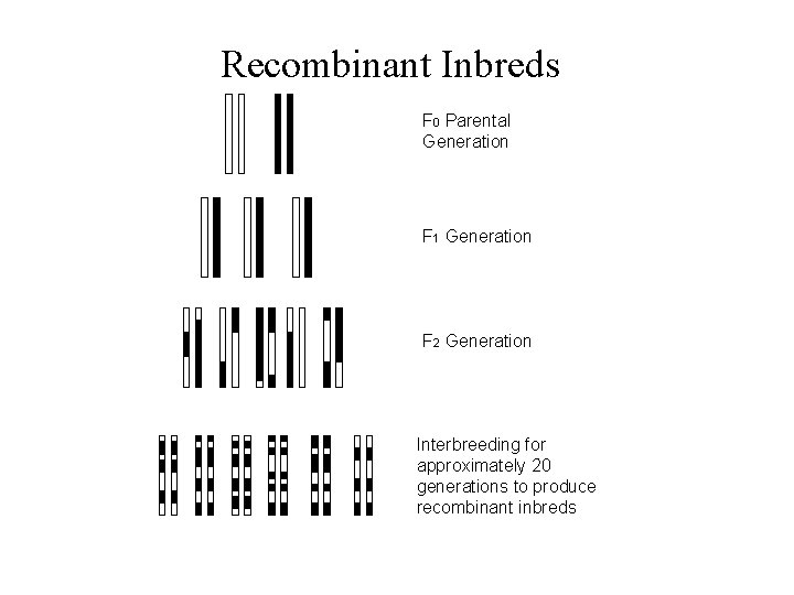 Recombinant Inbreds F 0 Parental Generation F 1 Generation F 2 Generation Interbreeding for