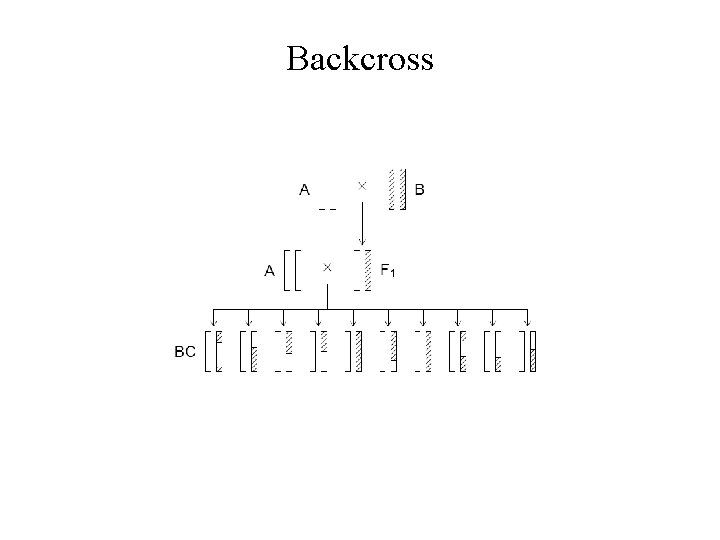 Backcross 