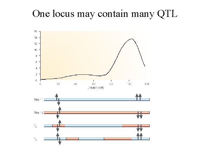 One locus may contain many QTL 