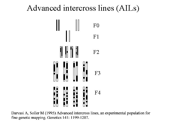 Advanced intercross lines (AILs) F 0 F 1 F 2 F 3 F 4