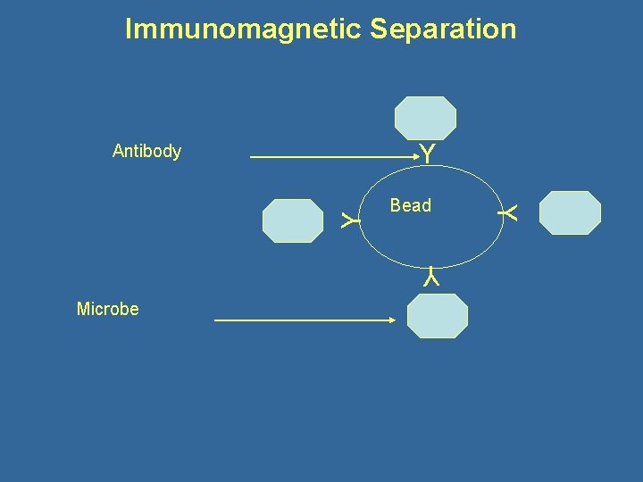 Immunomagnetic Separation Y Bead Y Microbe Y Y Antibody 