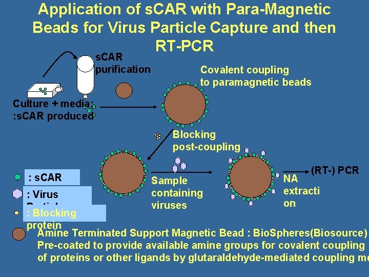 Application of s. CAR with Para-Magnetic Beads for Virus Particle Capture and then RT-PCR