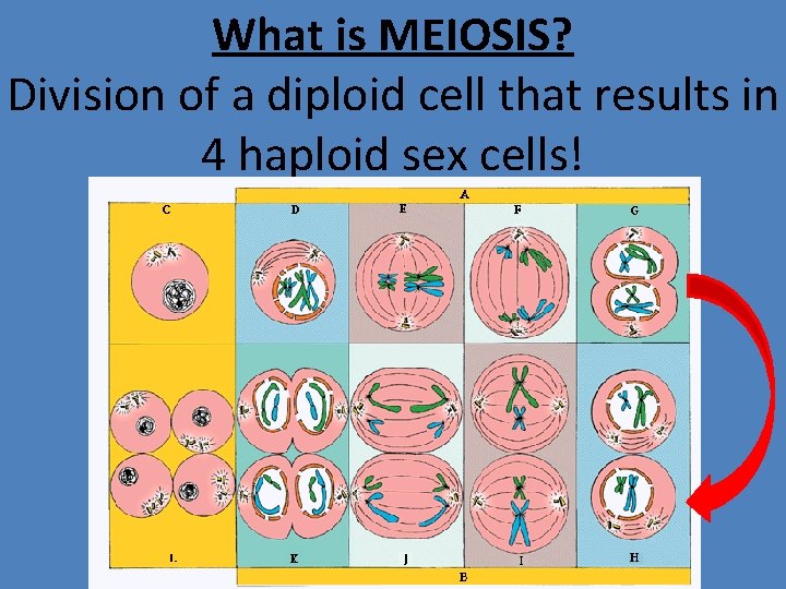 What is MEIOSIS? Division of a diploid cell that results in 4 haploid sex