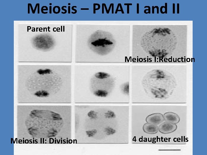 Meiosis – PMAT I and II Parent cell Meiosis I: Reduction Meiosis II: Division
