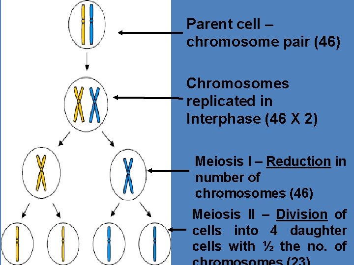 Meiosis Parent cell – chromosome pair (46) Chromosomes replicated in Interphase (46 X 2)