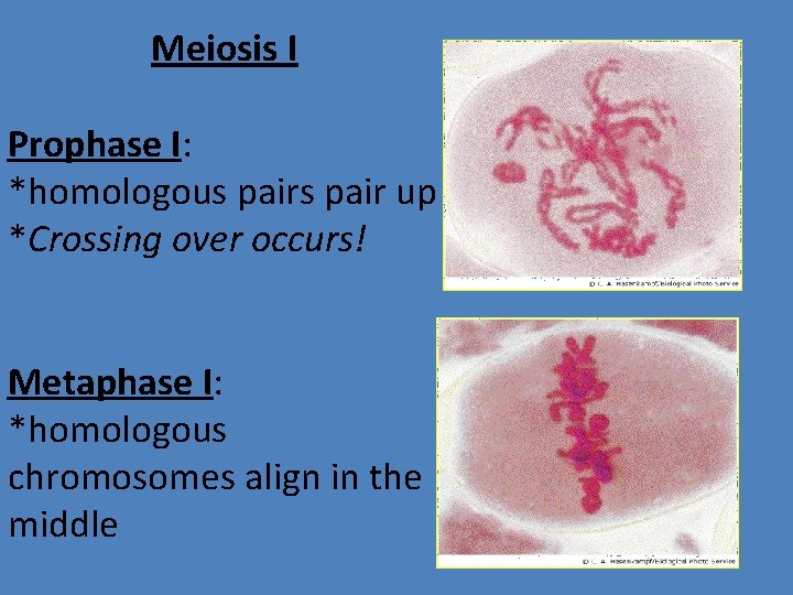 Meiosis I Prophase I: *homologous pair up *Crossing over occurs! Metaphase I: *homologous chromosomes