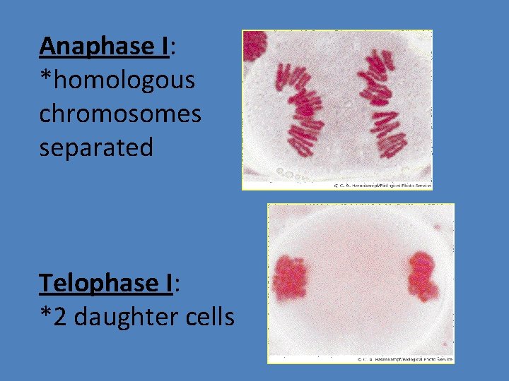 Anaphase I: *homologous chromosomes separated Telophase I: *2 daughter cells 