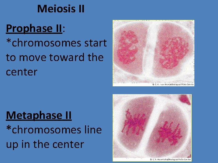 Meiosis II Prophase II: *chromosomes start to move toward the center Metaphase II *chromosomes