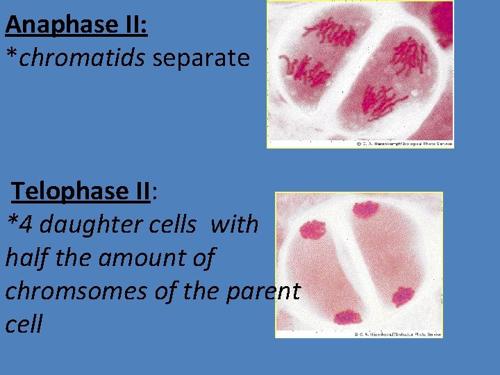 Anaphase II: *chromatids separate Telophase II: *4 daughter cells with half the amount of