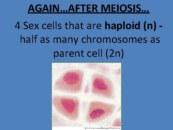 AGAIN…AFTER MEIOSIS… 4 Sex cells that are haploid (n) half as many chromosomes as