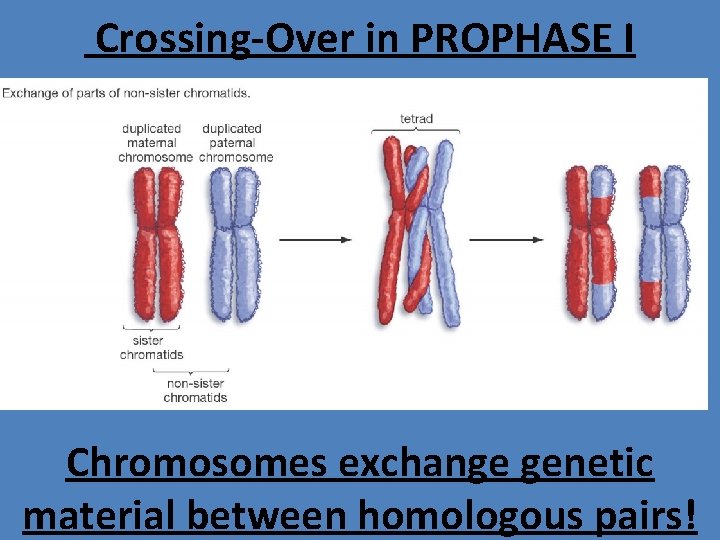 Crossing-Over in PROPHASE I Chromosomes exchange genetic material between homologous pairs! 