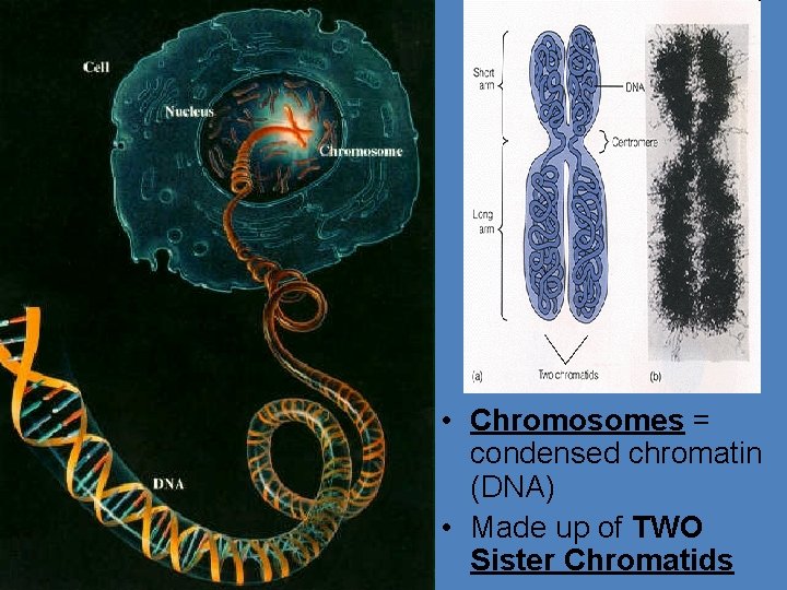  • Chromosomes = condensed chromatin (DNA) • Made up of TWO Sister Chromatids