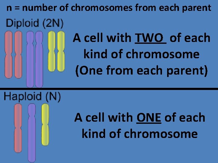 n = number of chromosomes from each parent A cell with TWO of each