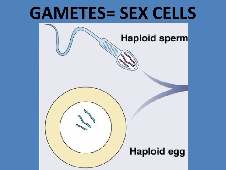 GAMETES= SEX CELLS 