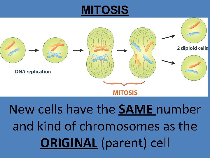 MITOSIS New cells have the SAME number and kind of chromosomes as the ORIGINAL