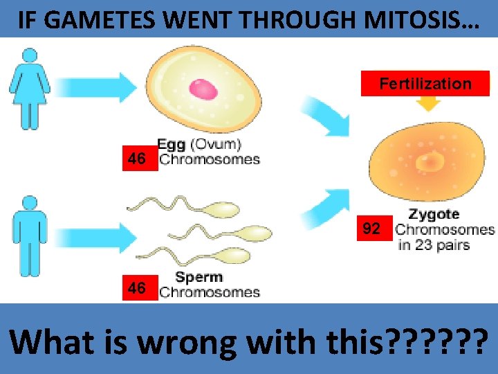 IF GAMETES WENT THROUGH MITOSIS… Fertilization 46 92 46 What is wrong with this?