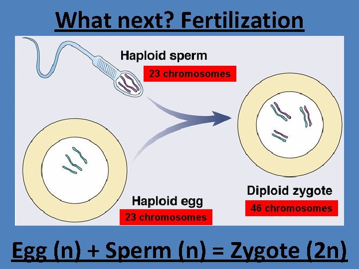 What next? Fertilization 23 chromosomes 46 chromosomes Egg (n) + Sperm (n) = Zygote