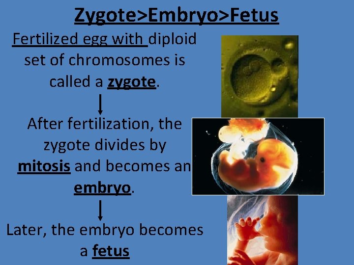 Zygote>Embryo>Fetus Fertilized egg with diploid set of chromosomes is called a zygote. After fertilization,