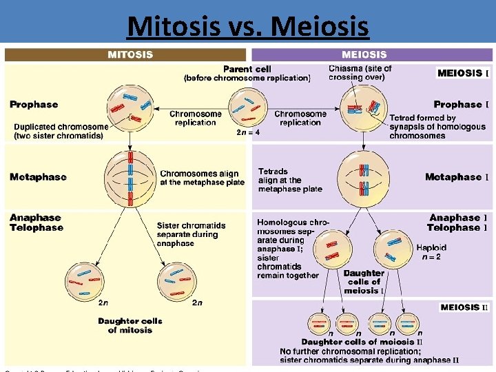 Mitosis vs. Meiosis 