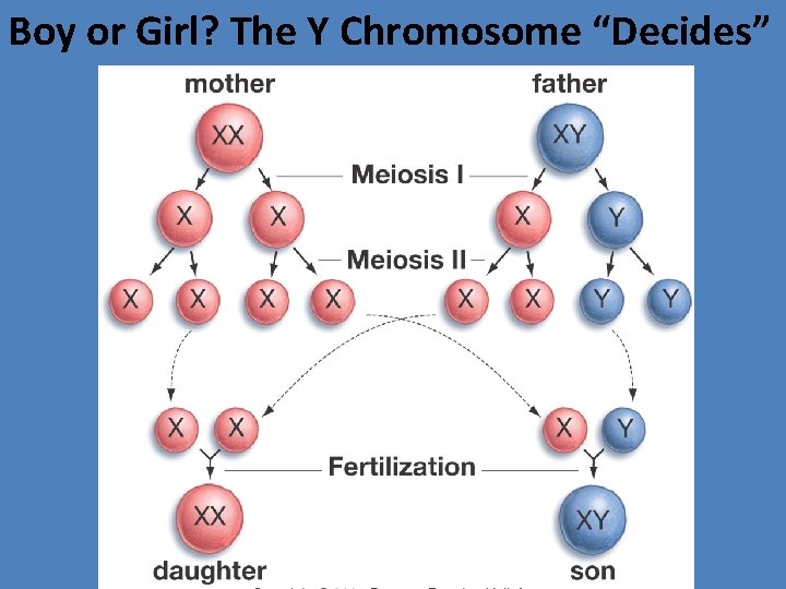 Boy or Girl? The Y Chromosome “Decides” 