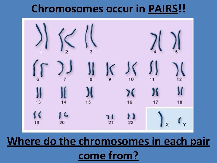 Chromosomes occur in PAIRS!! Where do the chromosomes in each pair come from? 