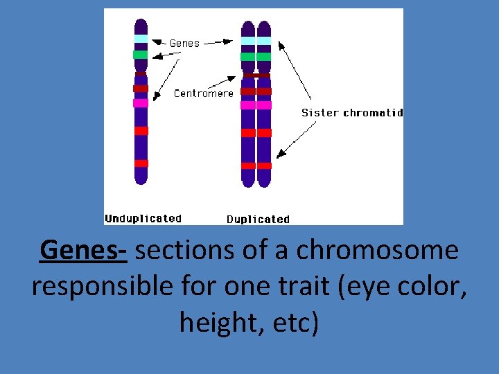 Genes- sections of a chromosome responsible for one trait (eye color, height, etc) 
