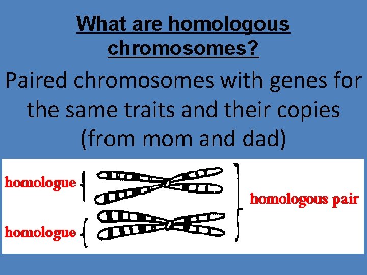 What are homologous chromosomes? Paired chromosomes with genes for the same traits and their