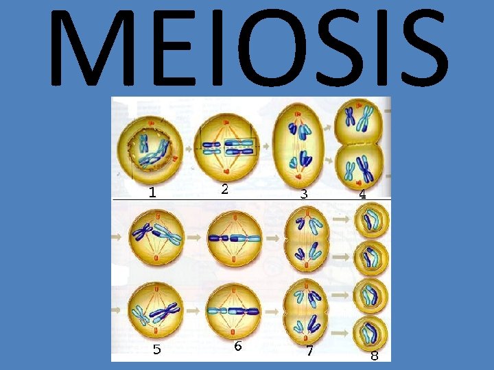 MEIOSIS 