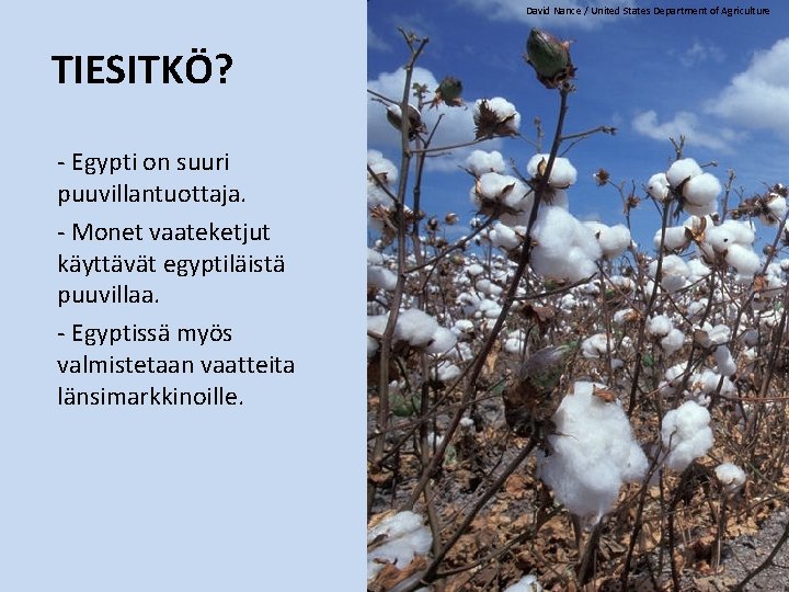 David Nance / United States Department of Agriculture TIESITKÖ? ‐ Egypti on suuri puuvillantuottaja.