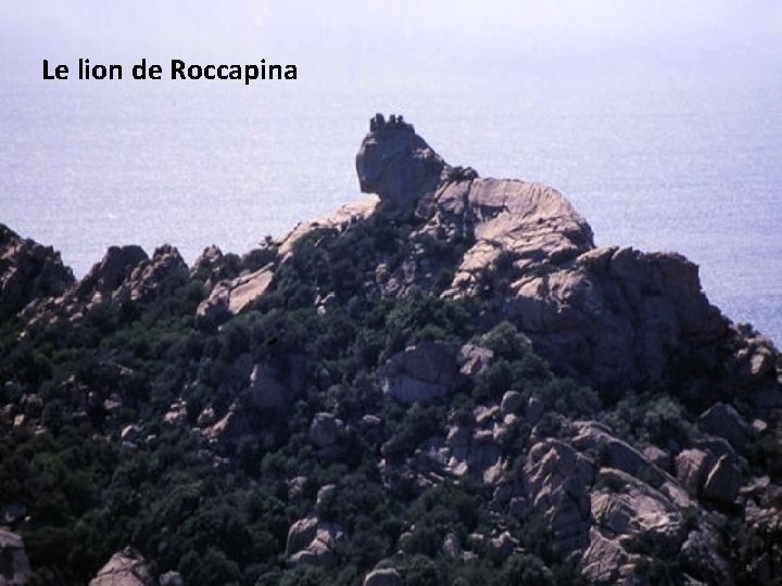 Le lion de Roccapina 