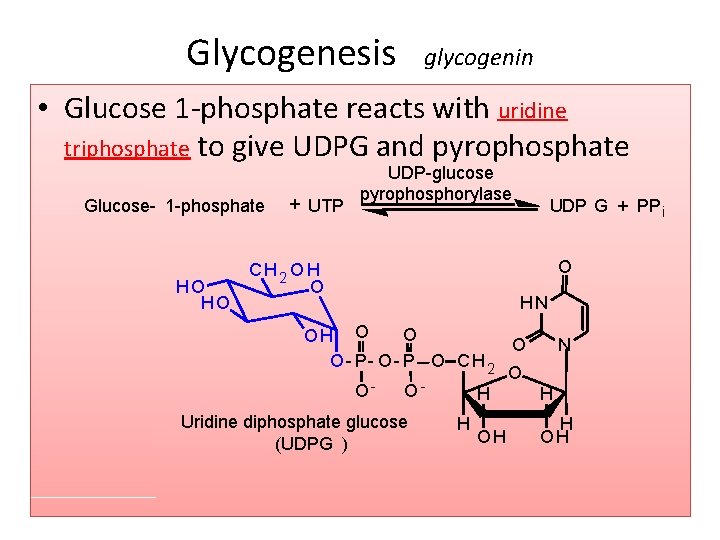 Glycogenesis glycogenin • Glucose 1 -phosphate reacts with uridine triphosphate to give UDPG and