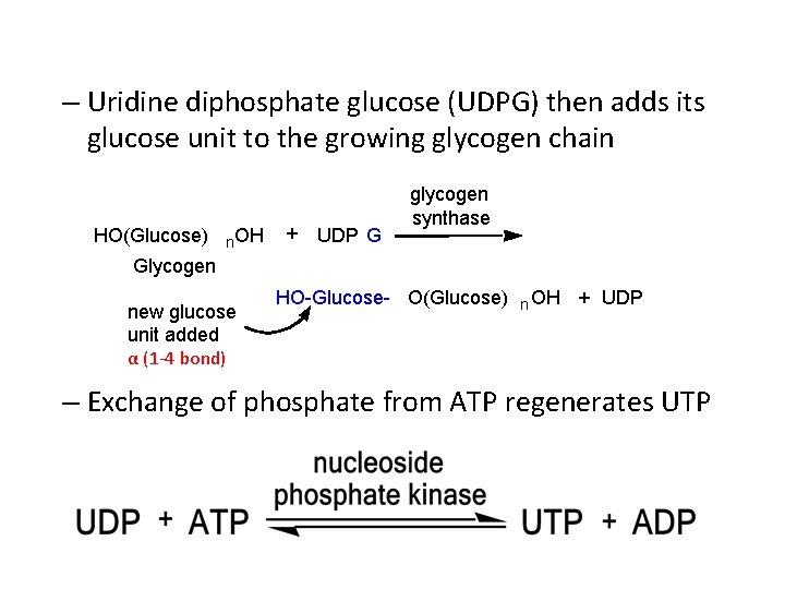 – Uridine diphosphate glucose (UDPG) then adds its glucose unit to the growing glycogen