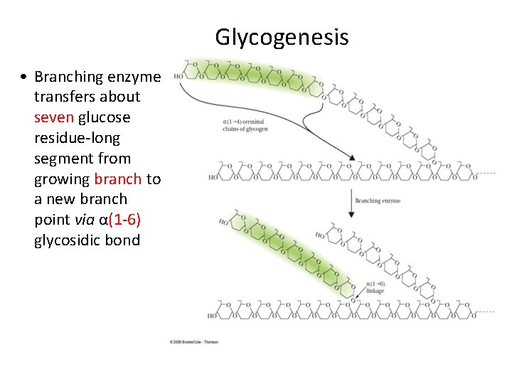 Glycogenesis • Branching enzyme transfers about seven glucose residue-long segment from growing branch to