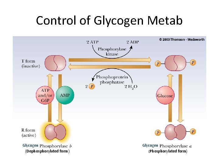 Control of Glycogen Metab Glycogen phosphorylase - a major control point Glycogen (Dephosphorylated form)