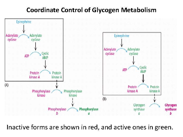 Coordinate Control of Glycogen Metabolism Inactive forms are shown in red, and active ones