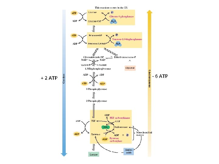 + 2 ATP - 6 ATP 
