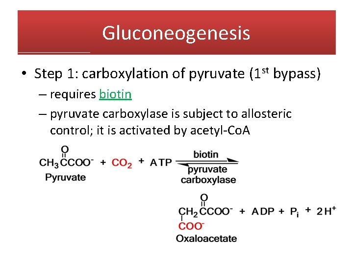 Gluconeogenesis • Step 1: carboxylation of pyruvate (1 st bypass) – requires biotin –