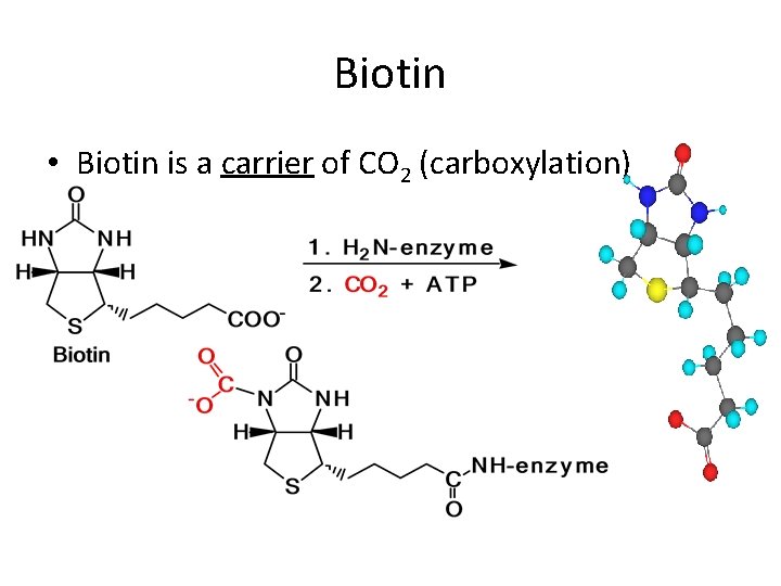 Biotin • Biotin is a carrier of CO 2 (carboxylation) 