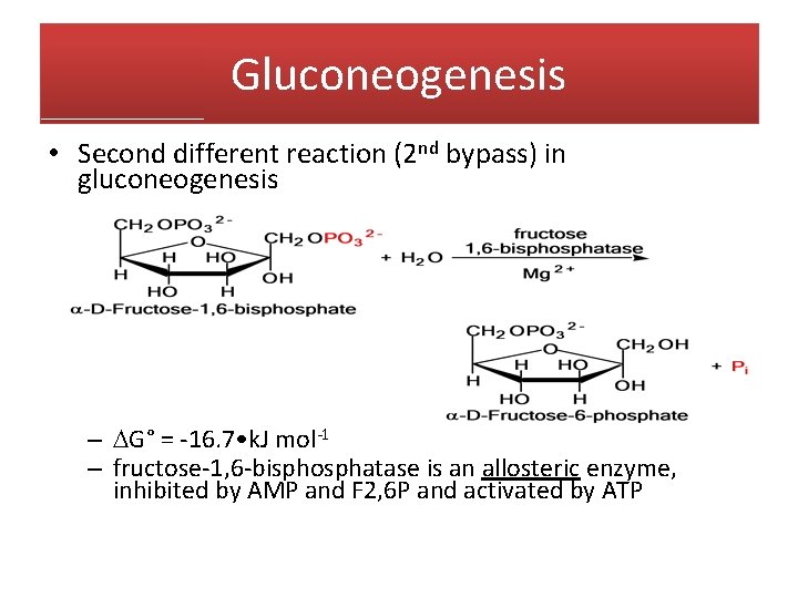 Gluconeogenesis • Second different reaction (2 nd bypass) in gluconeogenesis – G° = -16.