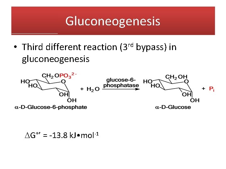 Gluconeogenesis • Third different reaction (3 rd bypass) in gluconeogenesis G°’ = -13. 8