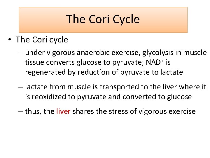 The Cori Cycle • The Cori cycle – under vigorous anaerobic exercise, glycolysis in