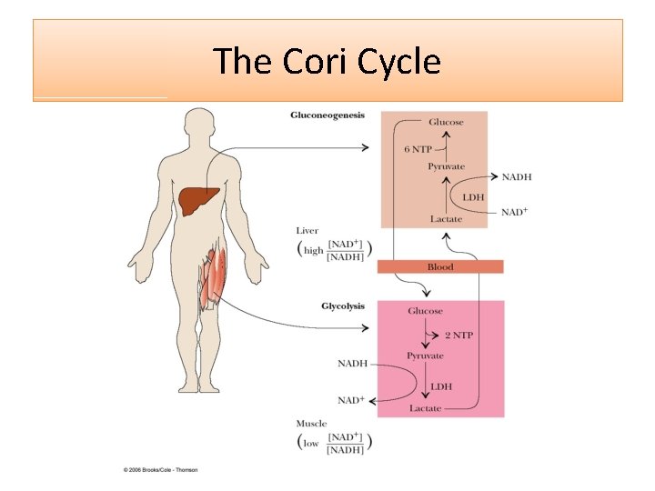 The Cori Cycle 